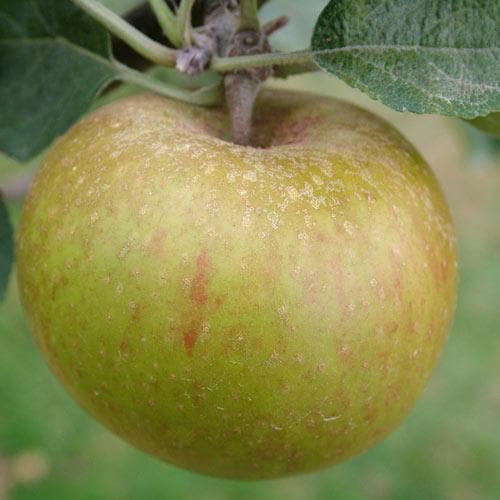  Apple Ashmead's Kernel