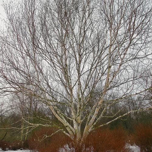  Betula Utilis Jaquemontii Doorenbos - Himalayan Birch