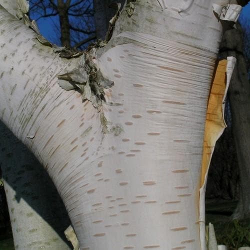  Betula Utilis Jaquemontii Doorenbos - Himalayan Birch