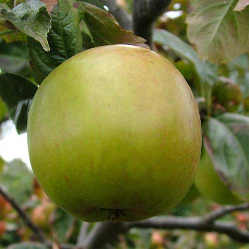  Apple Blenheim Orange
