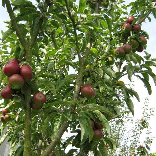  Apple Blood Of The Boyne