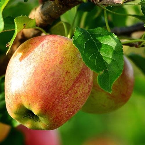  Apple Bloody Butcher