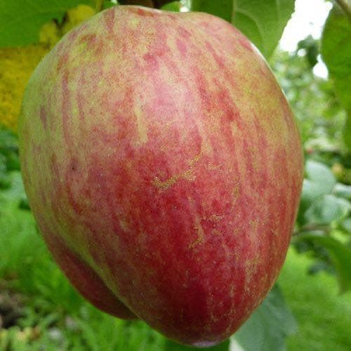  Apple Bloody Butcher