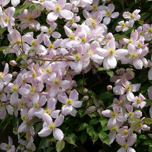  Clematis Montana Fragrant Spring