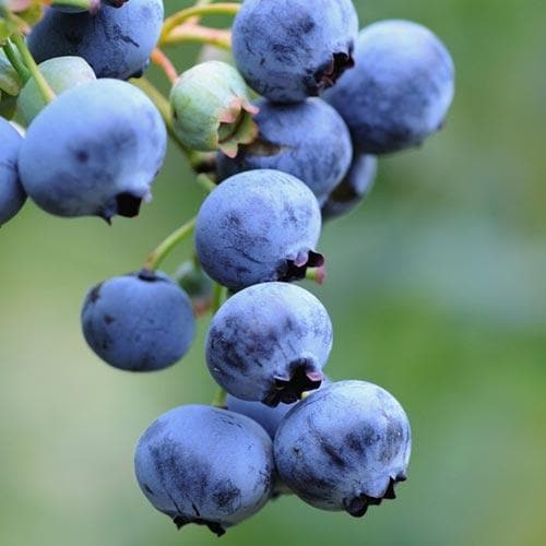  Blueberry Goldtraube