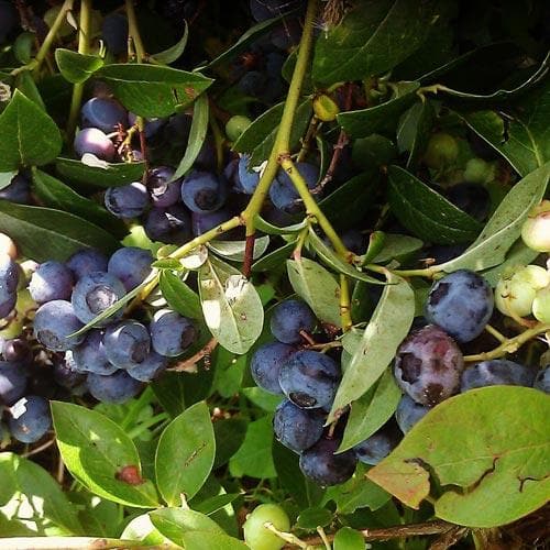 Blueberry Goldtraube