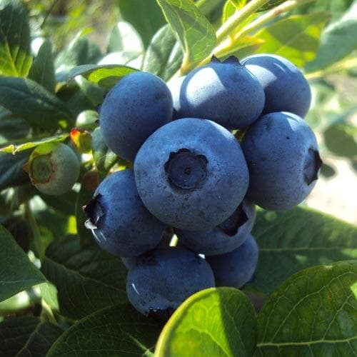  Blueberry Goldtraube