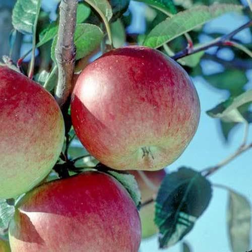  Apple Braeburn