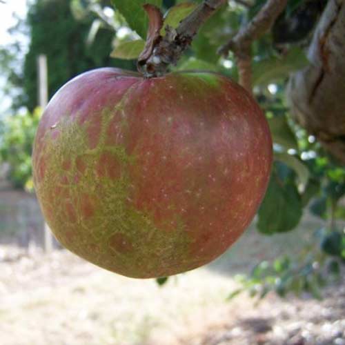  Apple Brown Crofton