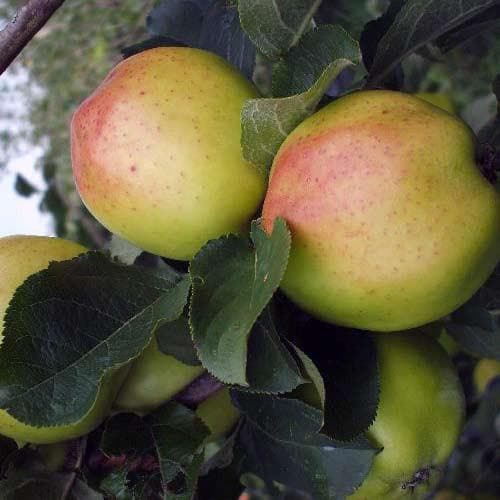  Apple Cavan Sugarcane