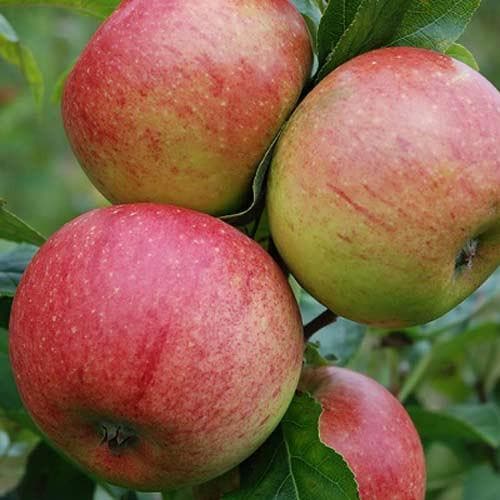  Apple Charles Ross