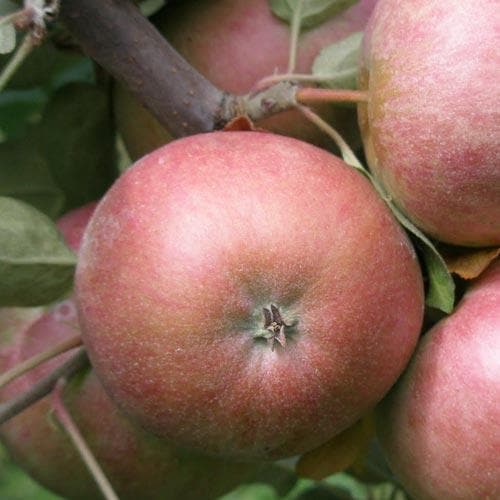  Apple Chisel Jersey