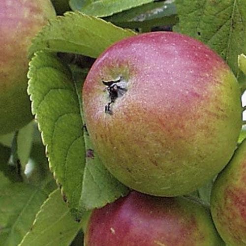  Apple Chisel Jersey