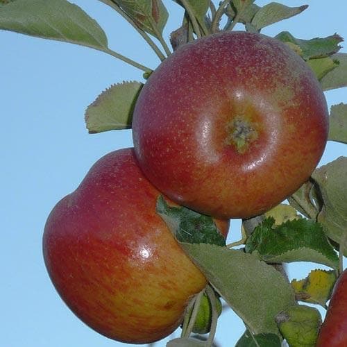  Apple Chisel Jersey