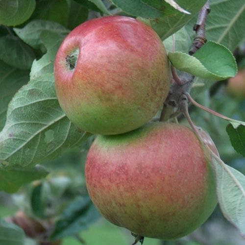  Apple Chisel Jersey