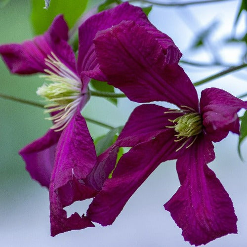  Clematis Polish Spirit