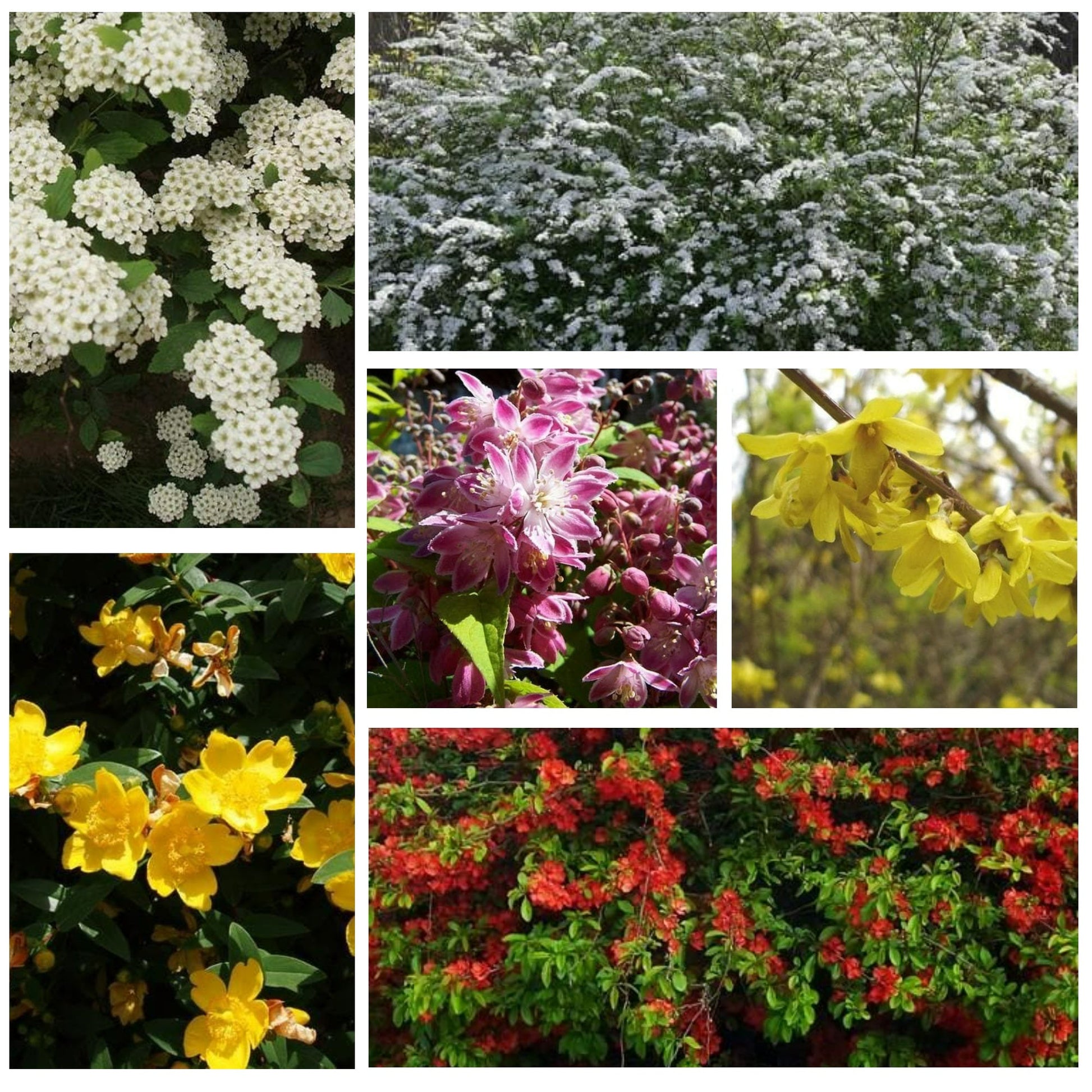  Mixed Flowering Hedge