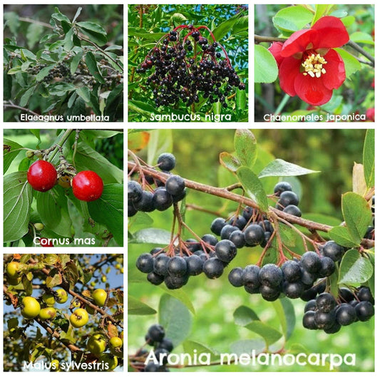  Permaculture Hedge Mix