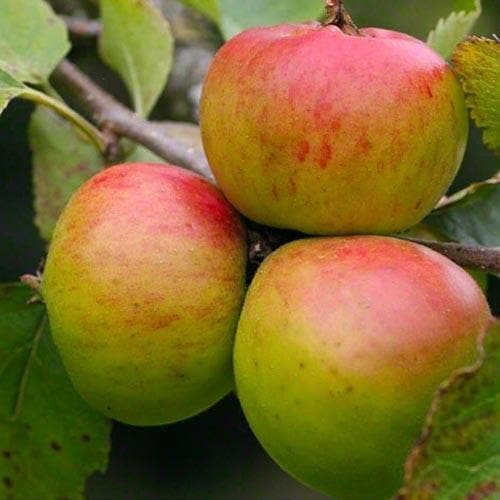  Apple Crawley Beauty