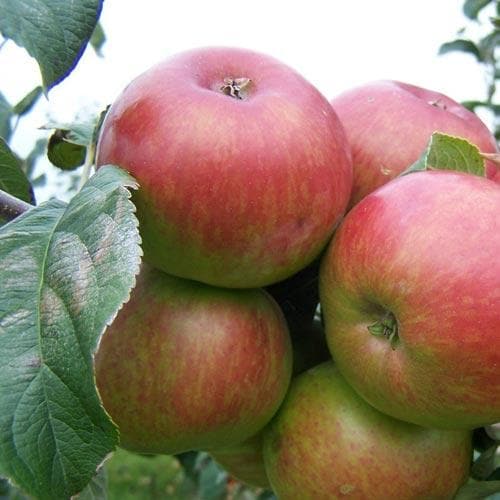  Apple Crawley Beauty