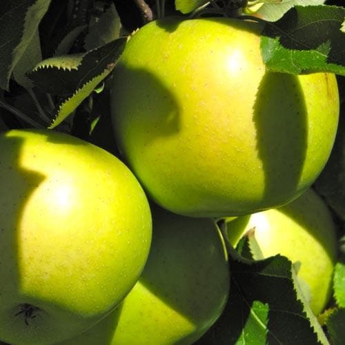  Apple Crispin