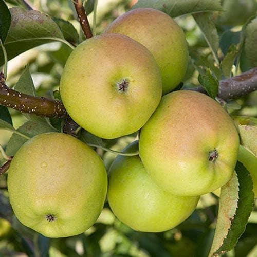  Apple Crispin