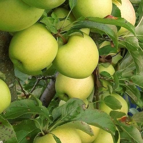  Apple Crispin
