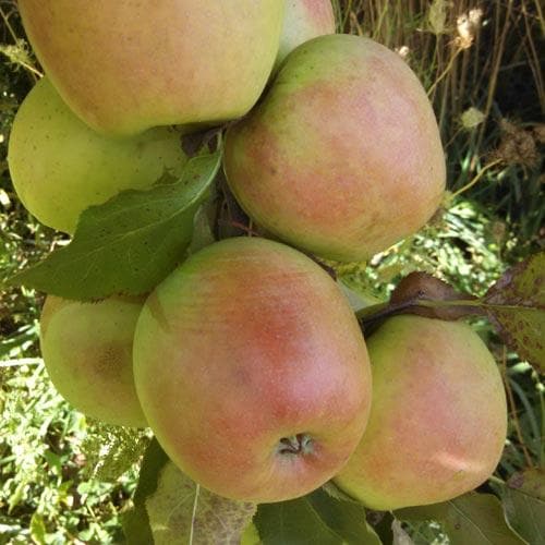  Apple Crispin