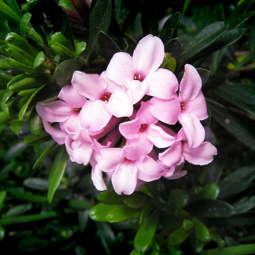  Daphne X Transatlantica Pink Fragrance