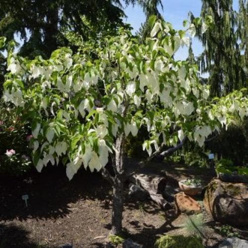  Davidia Involucrata Sonoma
