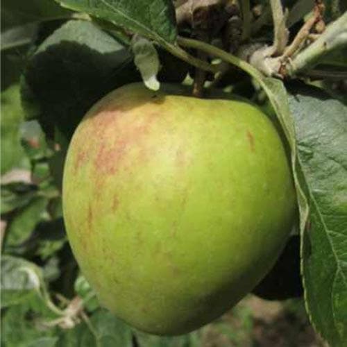  Apple Dick Davies