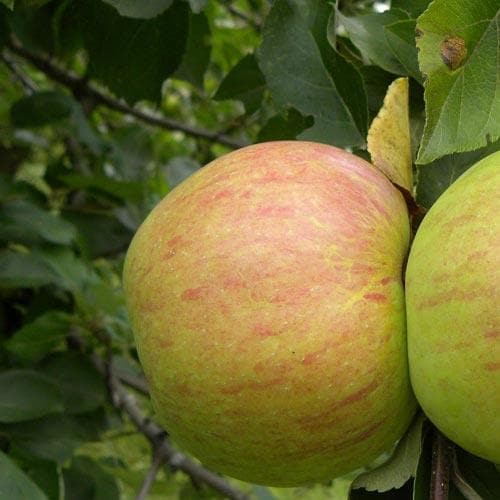  Apple Dick Davies
