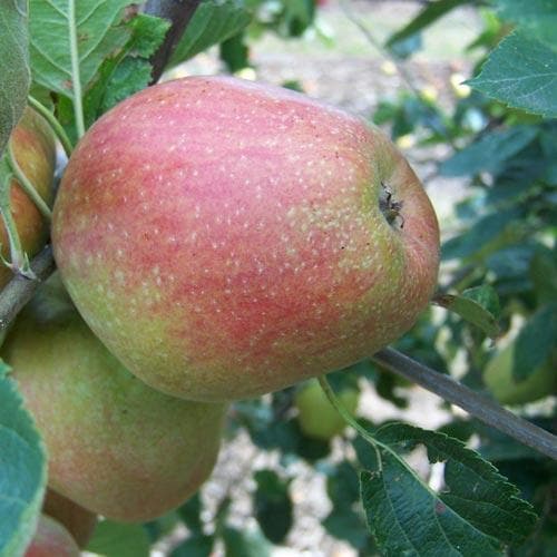  Apple Dick Davies