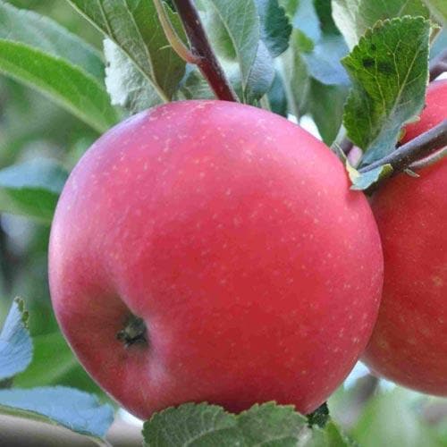  Apple Discovery