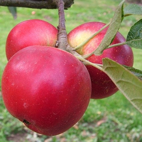  Apple Discovery