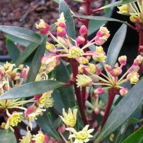  Drimys Lanceolata Red Spice