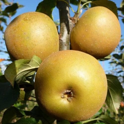  Apple Egremont Russet