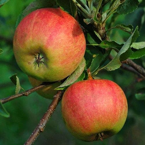  Apple Elstar