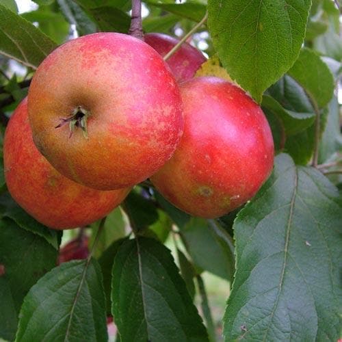  Apple Red Elstar