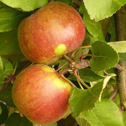  Apple Elstar