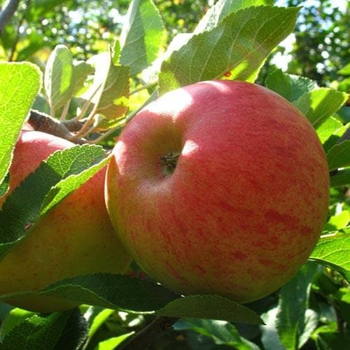  Apple Elstar