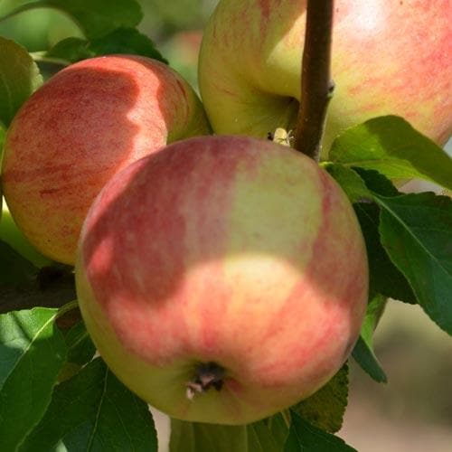  Apple Elstar