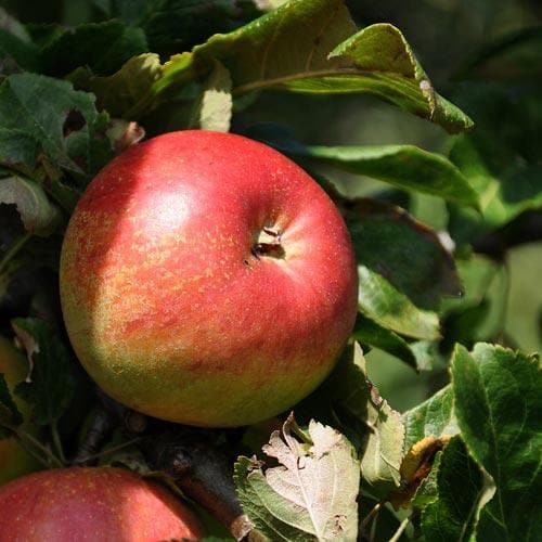  Apple Elstar
