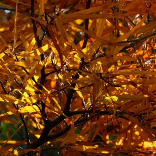  Fagus Sylvatica Mercedes