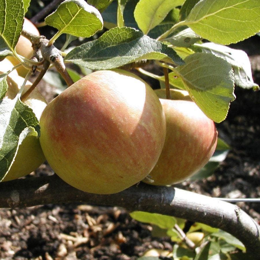  Apple Red Falstaff