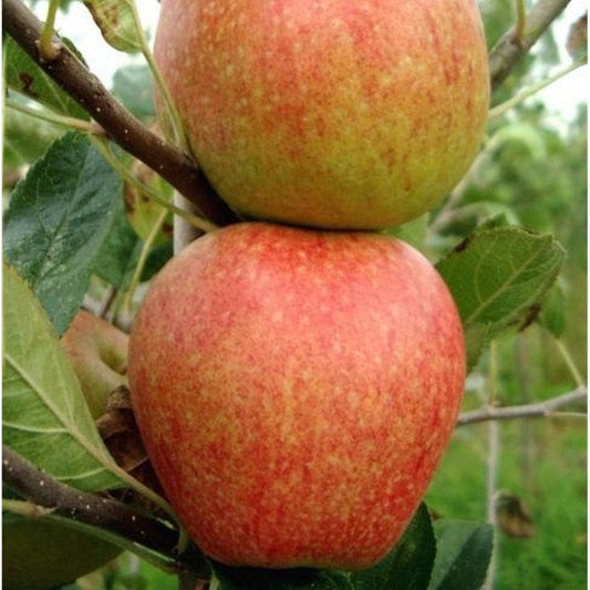  Apple Red Falstaff