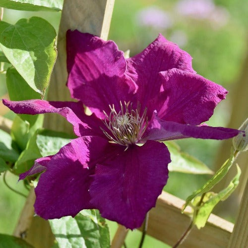  Clematis Polish Spirit