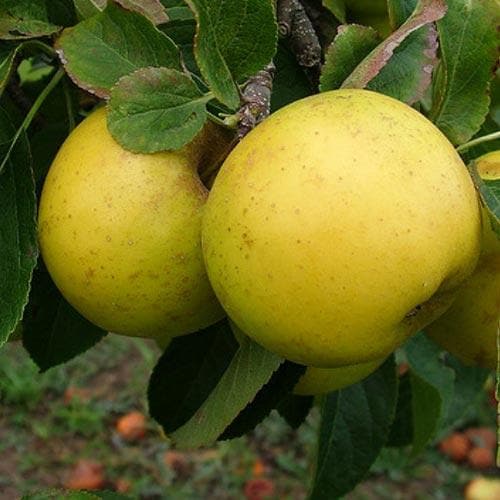  Apple Grenadier