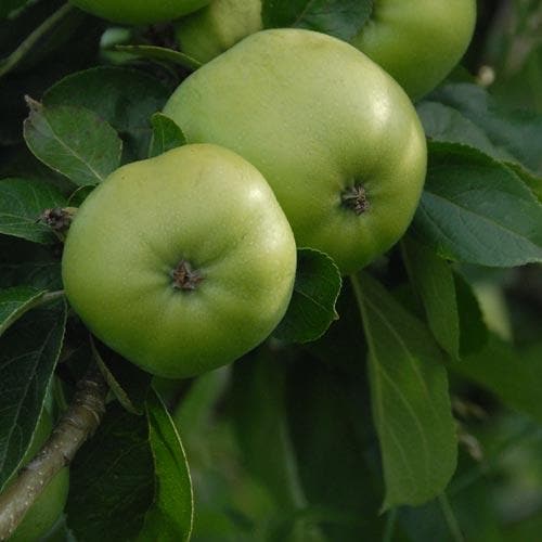  Apple Grenadier