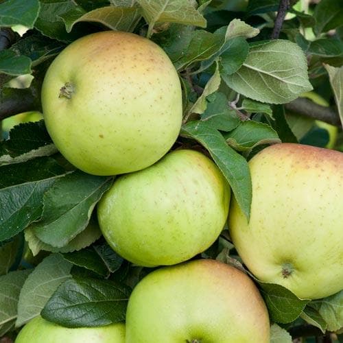 Apple Grenadier